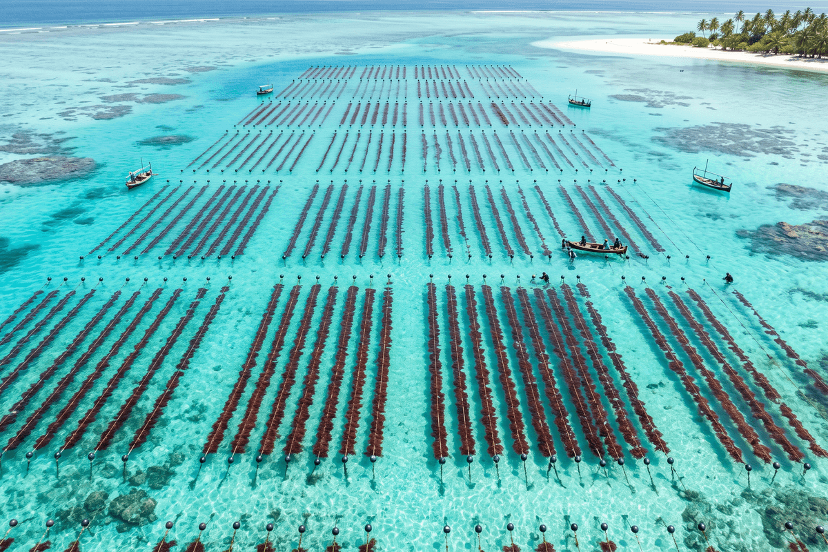 Aerial_photo_of_seaweed_farmin