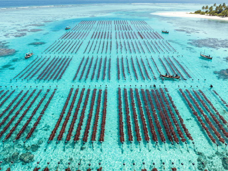 Aerial_photo_of_seaweed_farmin