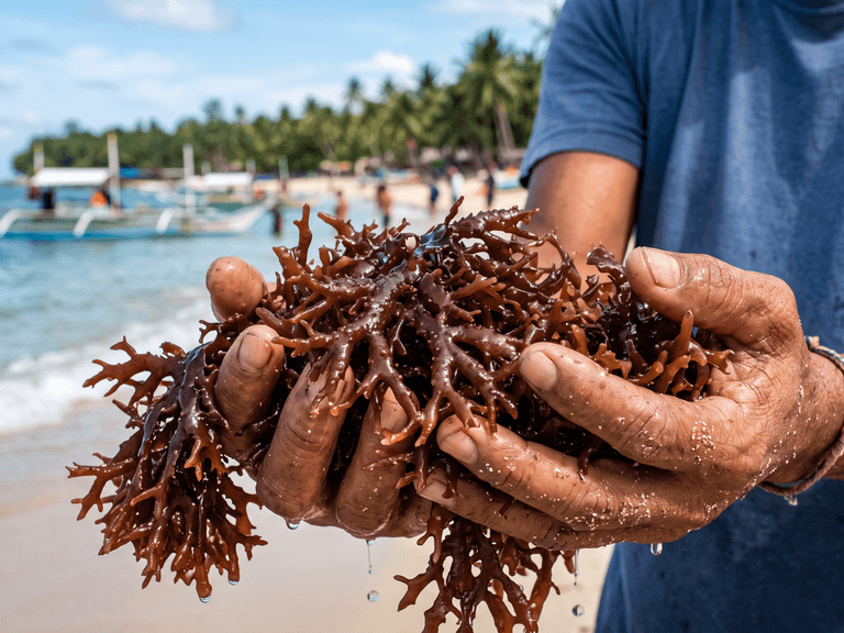 Close-up_of_freshly_harvested