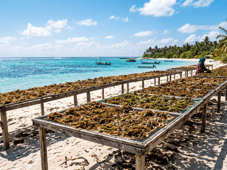 Seaweed_drying_naturally