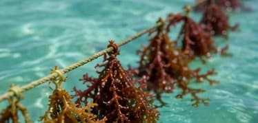 Seaweed growing on a cultivation line