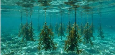 Underwater view of a seaweed farm