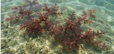 Healthy Eucheuma Cottonii seaweed