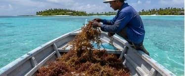 Harvesting seaweed from the lagoon