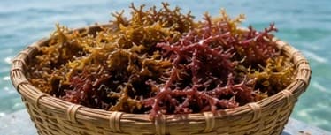 Freshly harvested seaweed in a basket