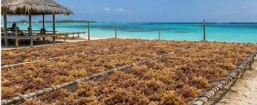 Seaweed drying in the sun on racks