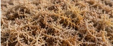 Dried seaweed ready for processing